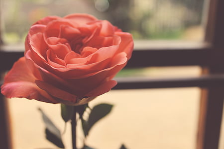 ruža, roza, cvijet, latice, ljubav, biljka, Cvjetni