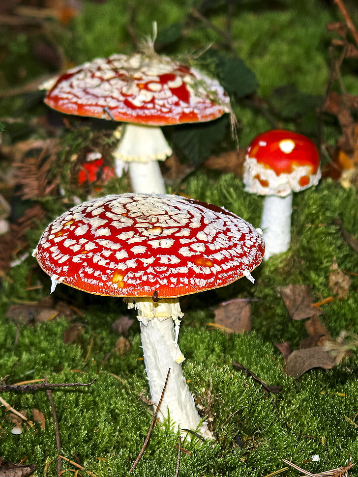 mushroom, fly agaric, nature, forest