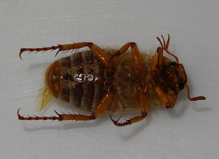 suoja, Beetle, alhaalta, rhizotrogus marginipes, kirva