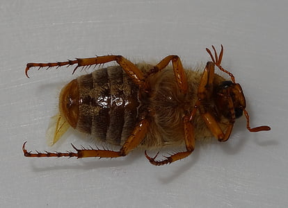 włoka, chrząszcz, dno, rhizotrogus marginipes, mszyca