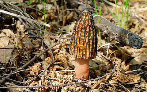 蘑菇, 莫瑞尔, 春天