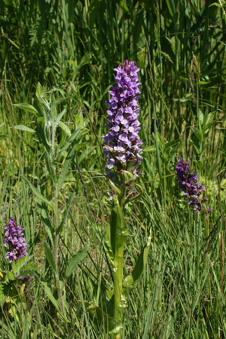 purple flower, orchid, nature, botanical, natural, biodiversity, fragility