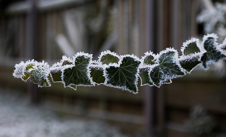 frozen, frost, iced, ivy, incomplete, cold, winter