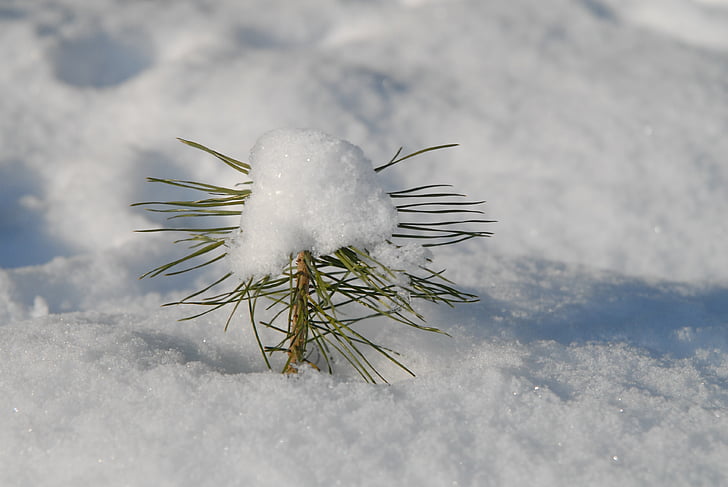 conifer, scion, winter, snow, cold