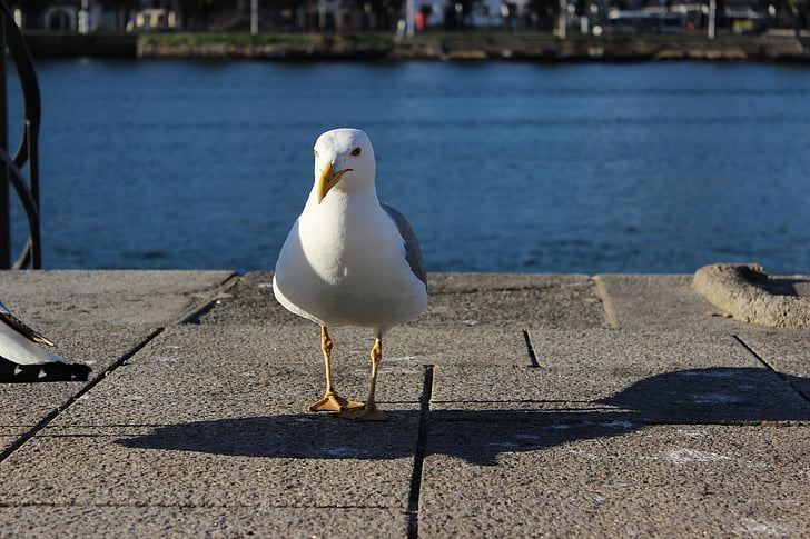 porto river, seagull, forward