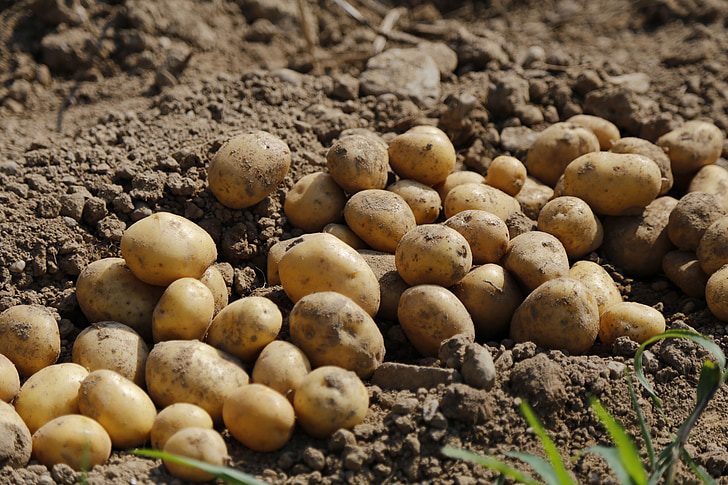 картофи, Селско стопанство, храна, ядат, земята, реколта, изрязване
