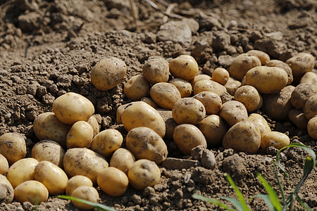 potato, agriculture, food, eat, earth, harvest, crop