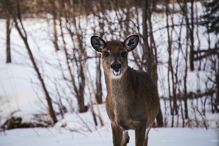 cerf, animal, faune, Forest, neige, hiver, froide