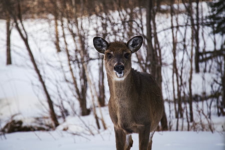 사슴, 동물, 야생 동물, 숲, 눈, 겨울, 감기