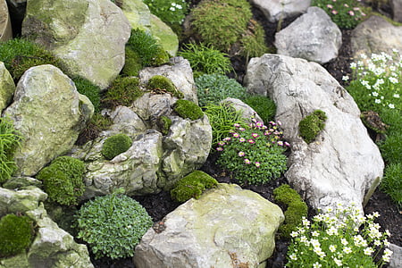 自然, 植物, 岩, 花