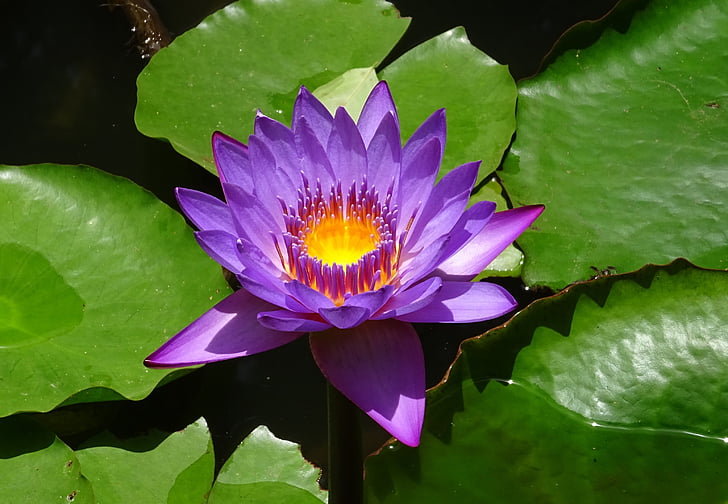 lily, flower, nymphaea tina, tropical, day-blooming, waterlily, viviparous