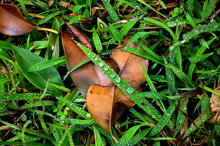 close-up, dew, dry leaves, grass, leaves, wet, leaf