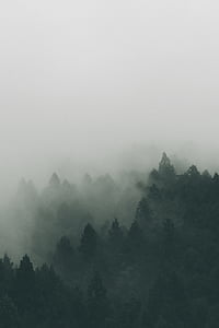 силуэт, деревья, туман, Облако, облака, лес, Япония