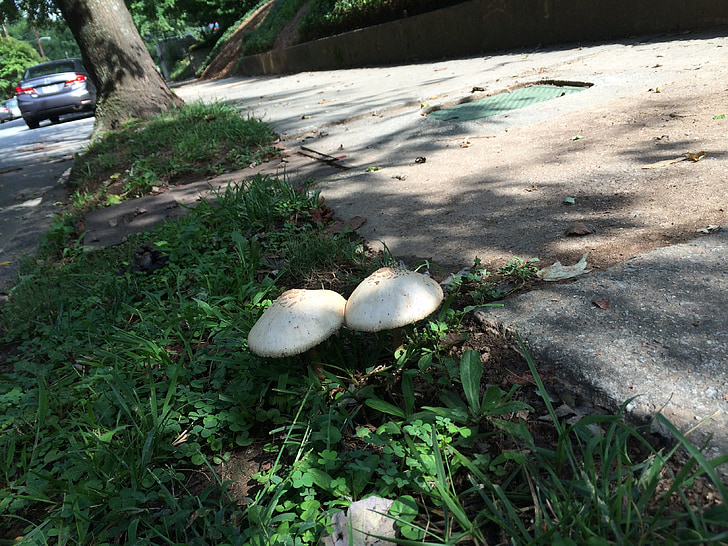 mushrooms, couple, together, fungus, nature, autumn, food