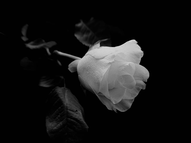 Роза, цвете, Рози бели, Черно, бяло, фон, природата