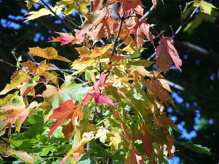 autumn, autumn colors, foliage, nature