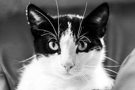 katten, kattunge, Tomcat, en ung kattunge, svart-hvitt, svart og hvit katt, katt på jakt