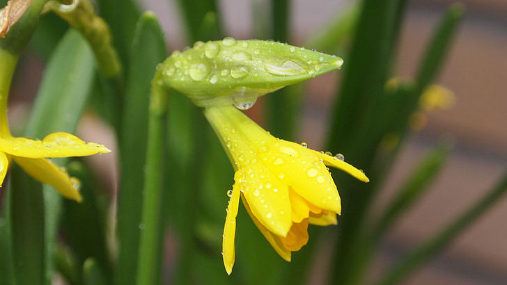 Narcis, γλάστρα, καμπύλο, σταγόνες βροχής, βροχή, ντους ψιλής βροχής, φύλλα