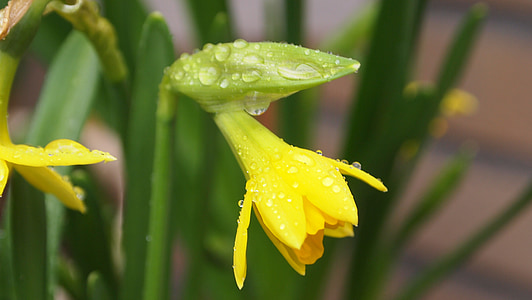 narcis, flower pot, curved, raindrops, rain, rain shower, leaves