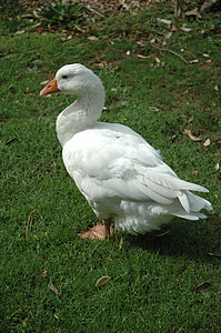 goose, bird, white, water, nature, wildlife, poultry