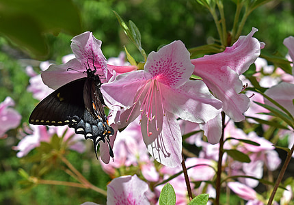 butterfly in azalea, azalea, swallowtail butterfly, partly-shaded, pollinator, insect, animal