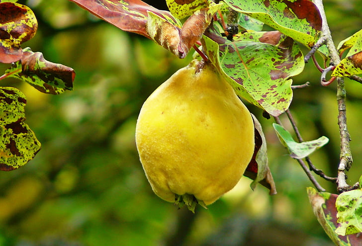 quince, fruit, pome fruit, yellow, nutrition plant, leaf, branch