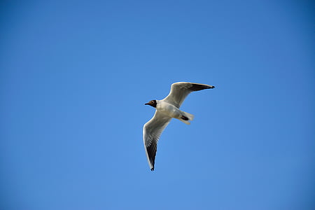 Seagull, pájaro, vuelo, naturaleza, alas, cielo, animales