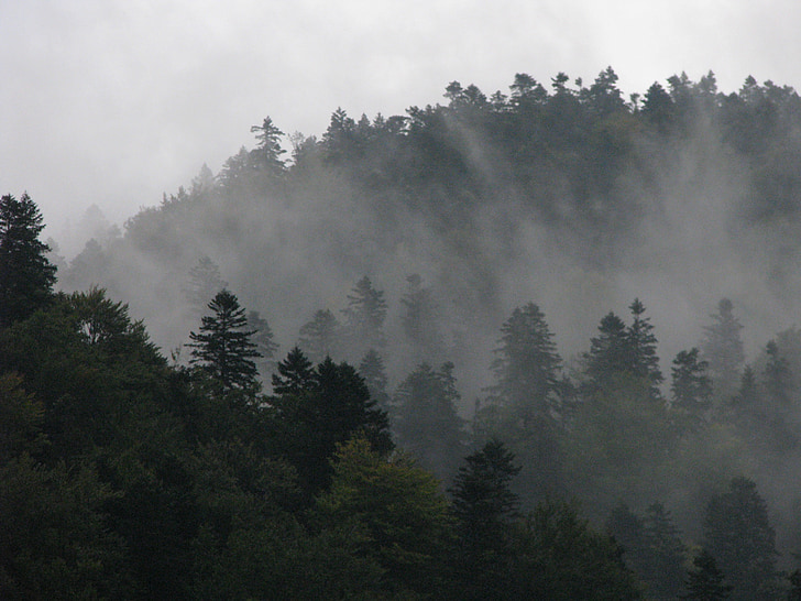 Carpathian berg, vinter, landskap, kalla, naturen, Utomhus, dimma