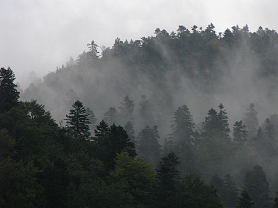 Karpatské hory, Zimní, krajina, chlad, Příroda, venkovní, mlha