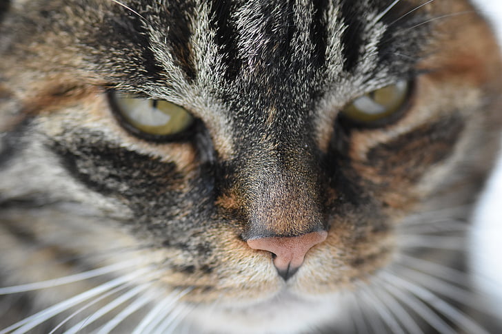 cat, animal, cat face, cat's eyes, mackerel, pet, domestic cat