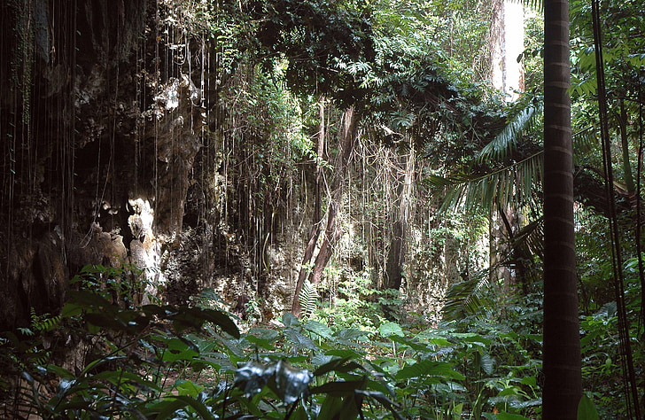Jungle, Barbados, vinsko trto, drevo, ekološko, kmetijstvo, na prostem