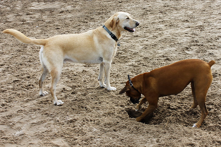 dogs, sand, dog, yellow dog, brown, boxer, dog beach