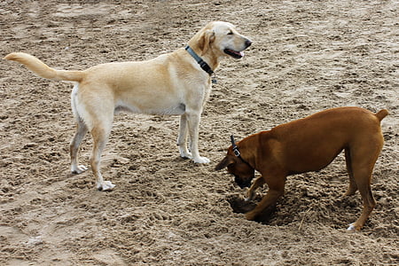 개, 모래, 개, 노란 강아지, 갈색, 복 서, 개 비치