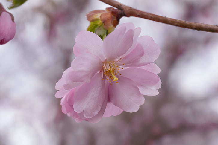 žydinčios japoniškos sakuros, vyšnia, gėlė, Žiedynas, rožinė, Gamta, pavasarį