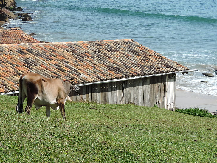 Garopaba, Santa catarina, Brasilien, gård, Cow, landsbygdens scen, naturen
