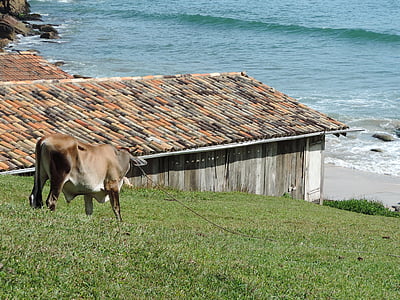 garopaba, サンタ ・ カタリーナ州, ブラジル, ファーム, 牛, 田園風景, 自然