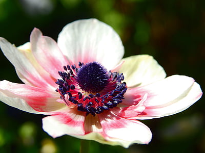 flower, blossom, bloom, anemone, plant, nature, white