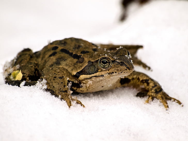 лягушка, Травяная лягушка, Земноводные, Природа, животное, снег