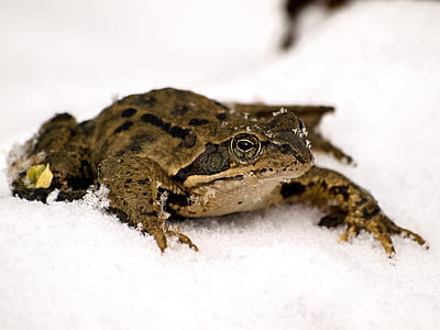 frog, common frog, amphibians, nature, animal, snow