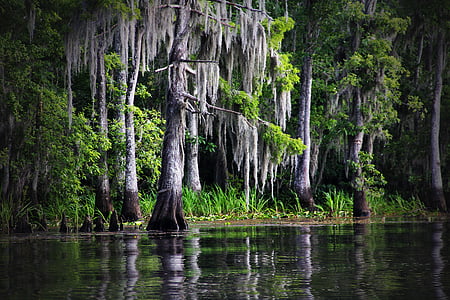 沼泽, 河口, 路易斯安那州, 青苔, 柏树, 自然, 景观