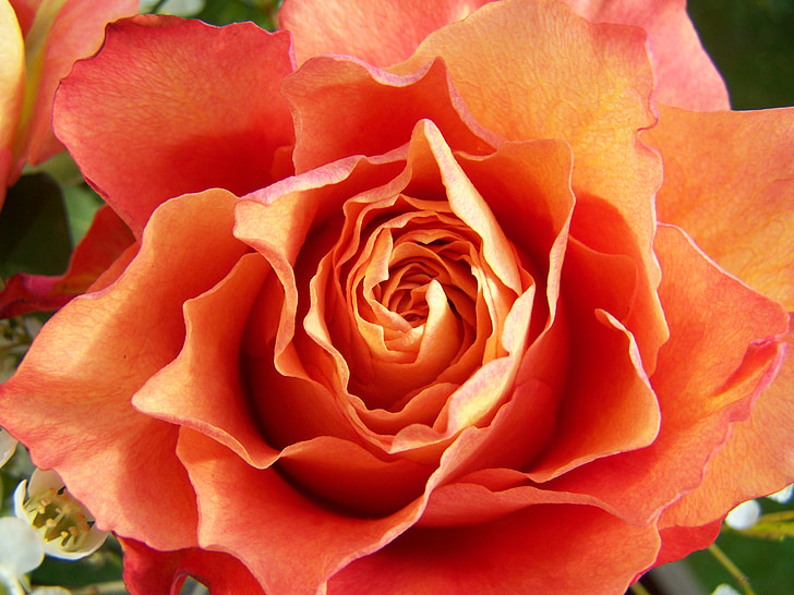Rose, rose et jaune orange, fleurs coupées