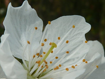 třešňový květ, bílá, jaro, Bílý květ, třešeň, strom