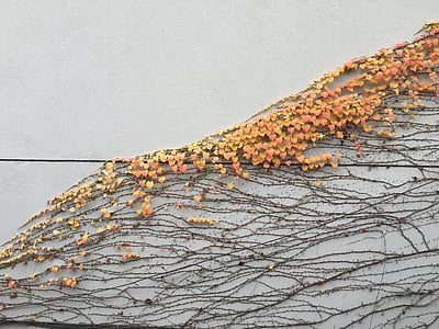잎, 가, 흰 벽
