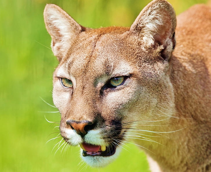 Puma, zvíře, Mountain lion, predátor, kočka, kočka divoká, Zoo