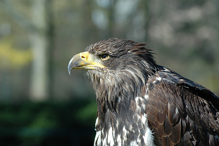 Eagle 7, burung raptor, Duduk