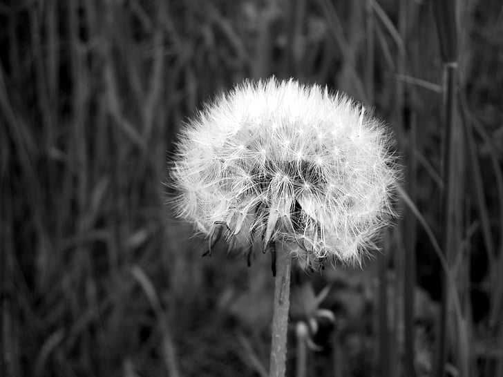 flower, dandelion, faded dandelion, nature, black and white