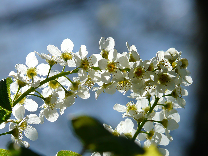 ciliegia di uccello comune, fiori, Prunus padus, black cherry, Prunus, albero, bianco