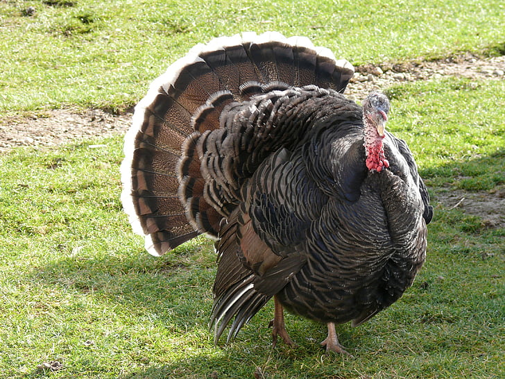 turkey, hungary, nature, animal, farm, poultry, outdoor