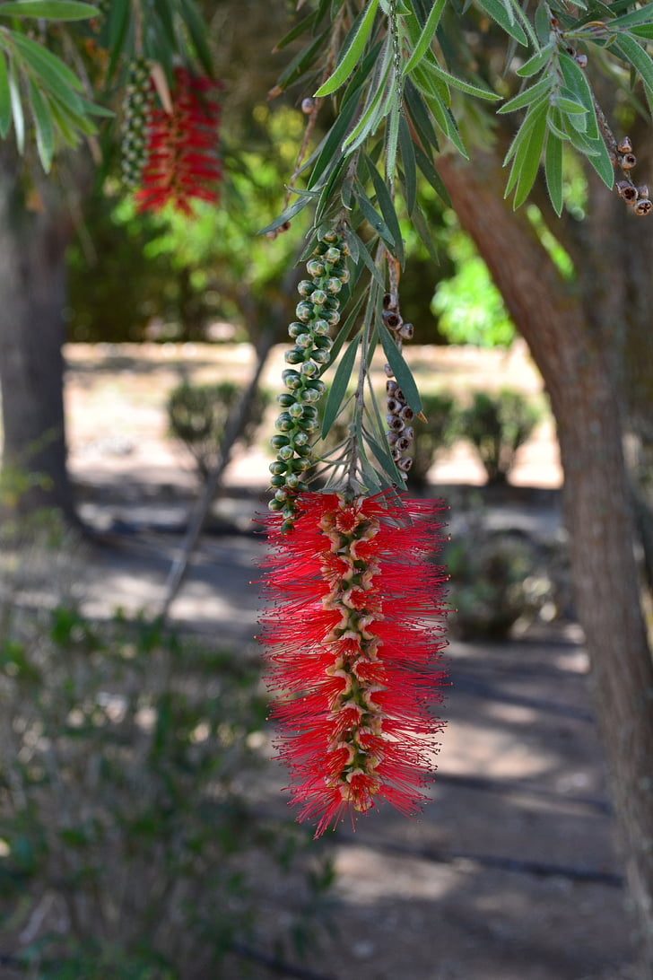 Bottlebrush, Botanico, giardino, Mallorca