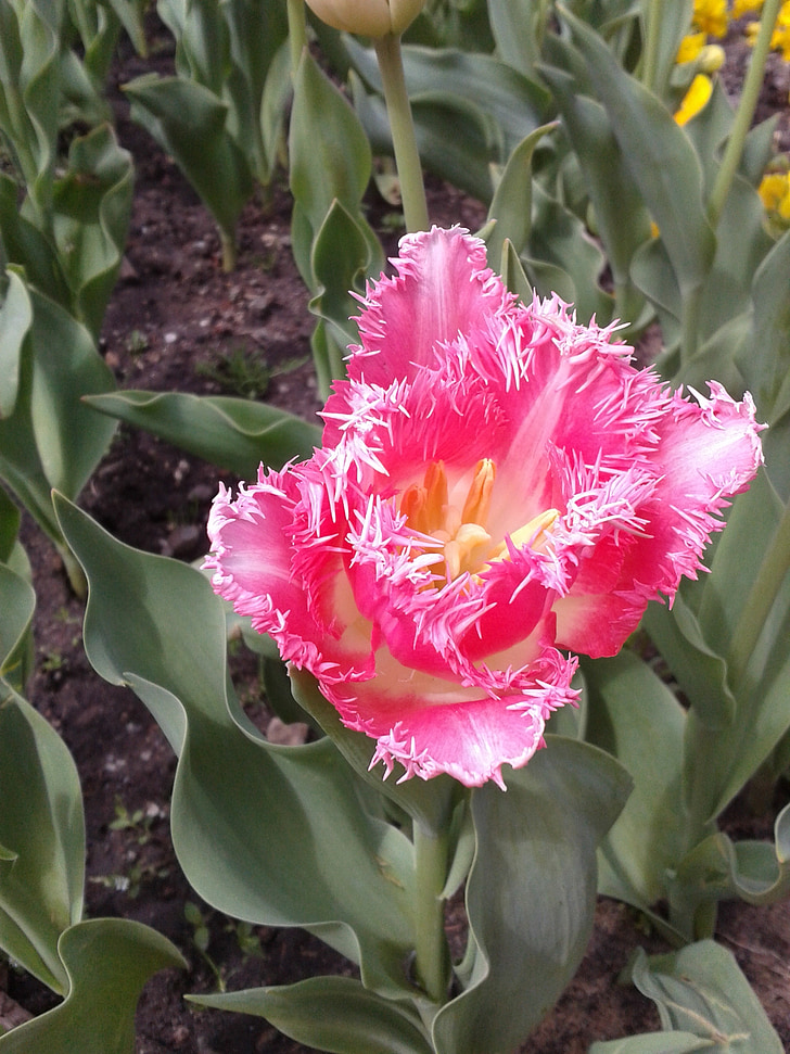 Tulip, blomst, blomster